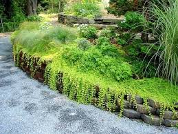 Golden Creeping Jenny